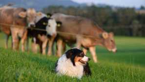 Avstralski shepherd: budni stražar in zvest spremljevalec